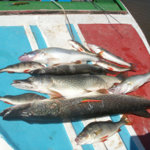 Щука, судак и окунь — основная составляющая уловов на базе «Рыбалка-Лайф»