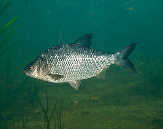 fish leshch