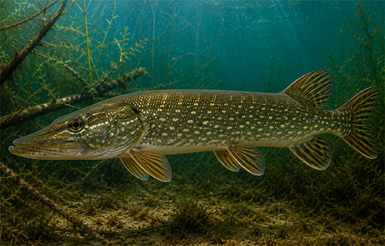 fish shchuka