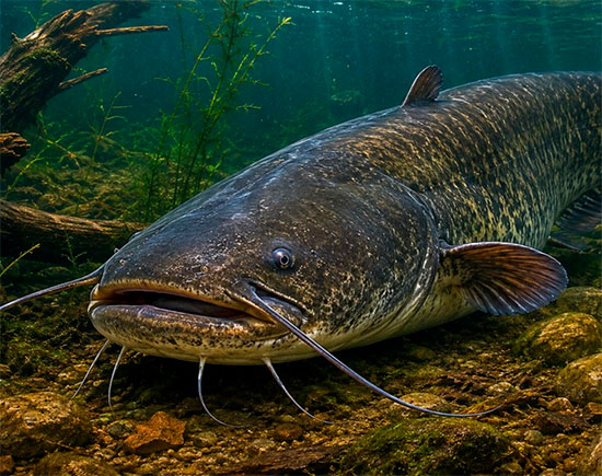 fish som